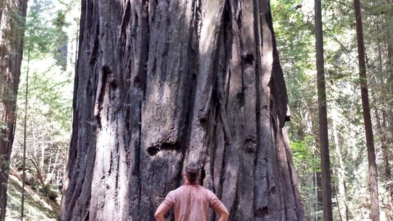 NDR Reporter Guido Meyer vor Mammut-Bäumen im Humboldt Redwoods Nationalpark © NDR Foto: Guido Meyer