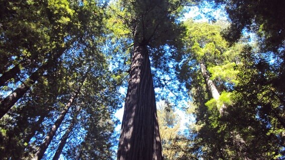 Mammut-Bäume im Humboldt Redwoods Nationalpark in Kalifornien © NDR Foto: Guido Meyer