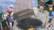 Wissenschaftler schütten Manganknollen aus einem Netz auf ein Forschungsschiff (Themenbild). © picture alliance / BGR 