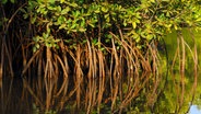 Wasserspiegelung der Stelzwurzeln und Äste im Mangrovenwald in Gambia. © picture-alliance Foto: Michael Dietrich