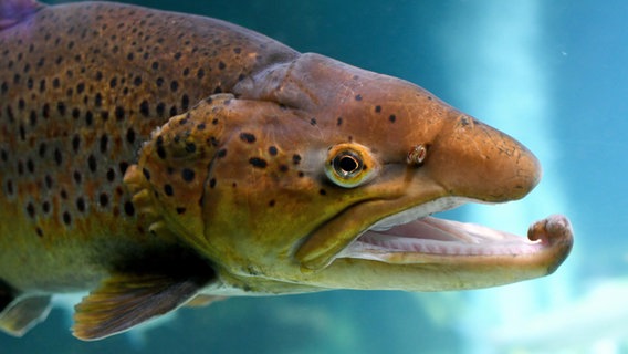 Kapitale Meerforelle mit Laichhaken in einem Frischwasser-Aquarium im Ozeaneum in Stralsund. © picture alliance / Winfried Rothermel | Winfried Rothermel 