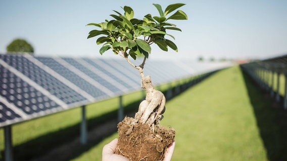 Kleiner Baum in einer Hand vor einem Solarfeld. © imago/Westend61 Foto: Robijn Page