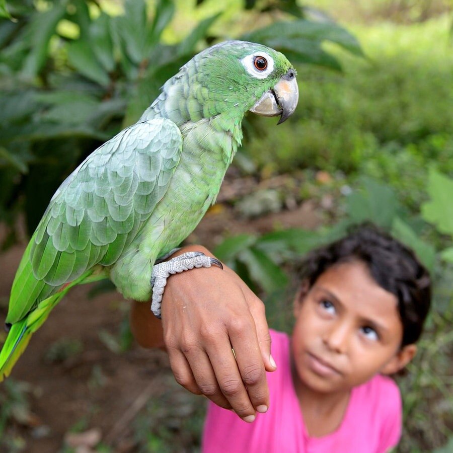 Ein Mädchen trägt einen Papagei auf ihrem Arm © picture alliance / imageBROKER | Florian Kopp Foto: Florian Kopp