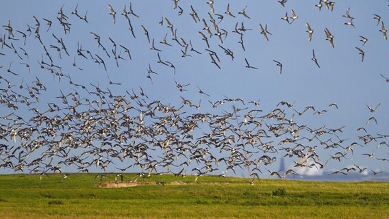 Ein ziehender Schwarm von Pfeif-Enten. © dpa picture alliance/blickwinkel/AGAMI Foto: R. Martin