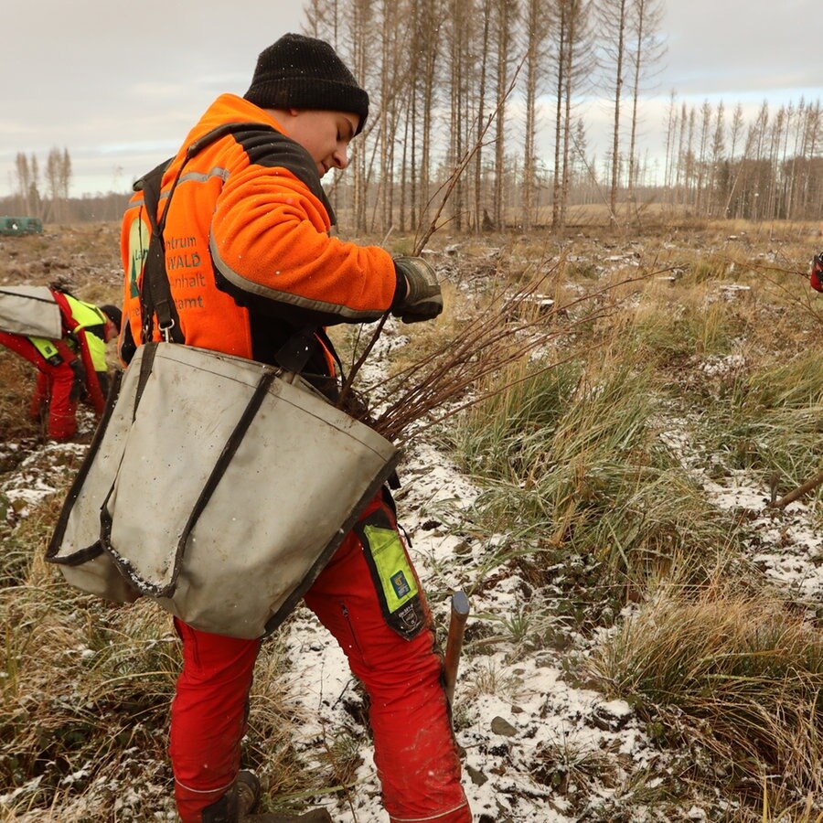 Mitarbeiter vom Betreuungsforstamt Oberharz pflanzen auf einer gerodeten Fläche Bäume. © picture alliance Foto: Matthias Bein