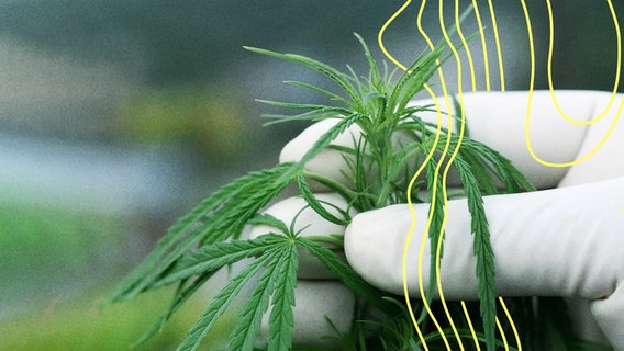 Hände in Gummihandschuhen halten die Spitze einer Cannabis-Pflanze. © IMAGO / agefotostock 