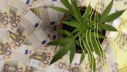 Cannabis-Pflanze in einem Topf auf vielen 50-Euro-Scheinen © IMAGO / agefotostock 