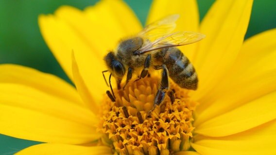 Eine Honigbiene saugt Nektar aus einer gelben Blüte © picture alliance / Zoonar | DesignIt Foto: Designlt