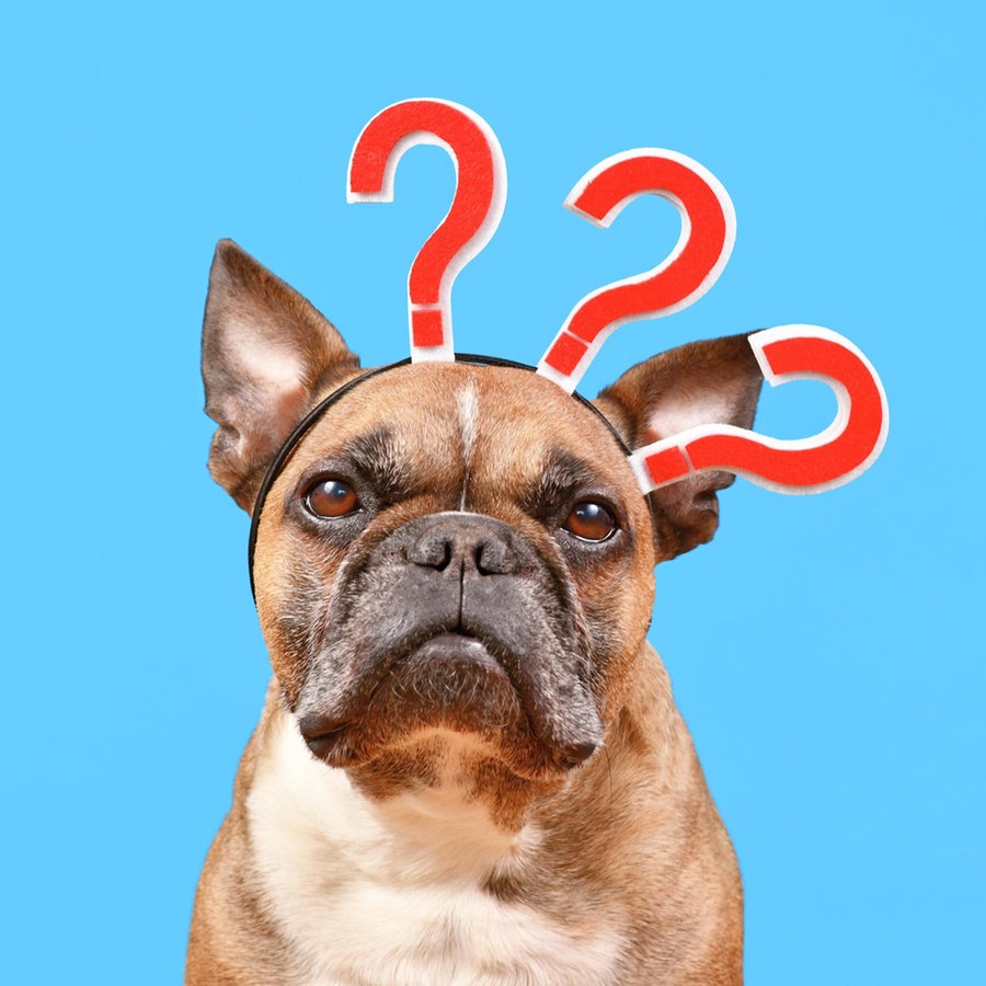 Eine französische Bulldogge trägt einen "Haarreifen" mit drei roten Fragezeichen. © picture alliance / Zoonar | Firn Foto:  Firn