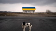 Ein Hund steht auf einer Fahrbahn vor einem Haus in einem Vorort von Kiew. © picture alliance Foto: Rodrigo Abd