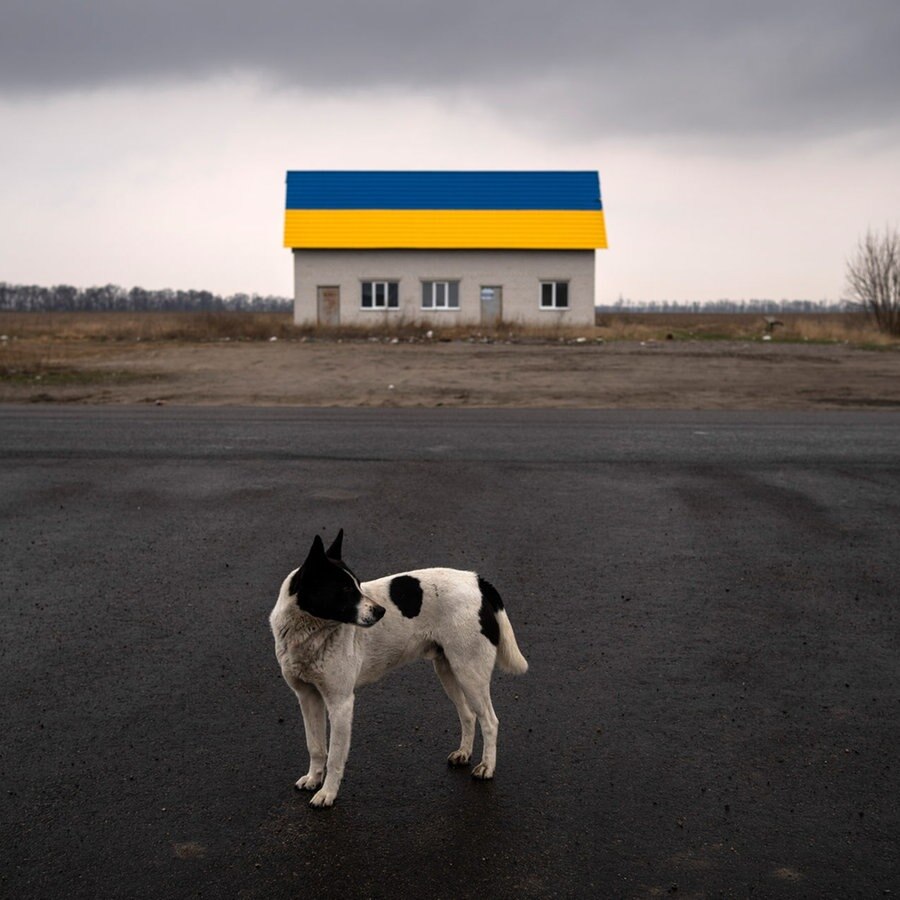 Ein Hund steht auf einer Fahrbahn vor einem Haus in einem Vorort von Kiew. © picture alliance Foto: Rodrigo Abd