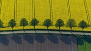 Eine Baumreihe an einem Rapsfeld © picture alliance / blickwinkel/H. Blossey | H. Blossey Foto: H. Blossey