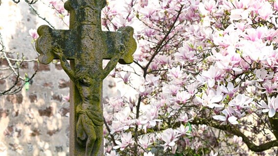 Kruzifix vor Magnolien. © picture alliance / epd-bild | Heike Lyding Foto: Heike Lyding