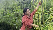 Cenaida Guachagmira pflückt eine Baumtomate auf ihrem Feld © Elisabeth Weydt Foto: Elisabeth Weydt