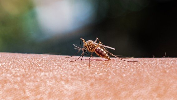 Anopheles-Stechmücke © picture alliance / NurPhoto Foto:  Soumyabrata Roy