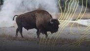 Ein Bison geht durch den Yellowstone-Nationalpark in den USA. Im Hintergrund zieht Staub aus den Gräsern © picture alliance/ Zoonar Foto: Galyna Andrushko