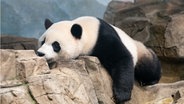 Der Große Panda Xiao Qi Ji ist im Smithsonian's National Zoo in Washington, D.C., in den Vereinigten Staaten zu sehen. © picture alliance Foto: XinHua / Liu Jie