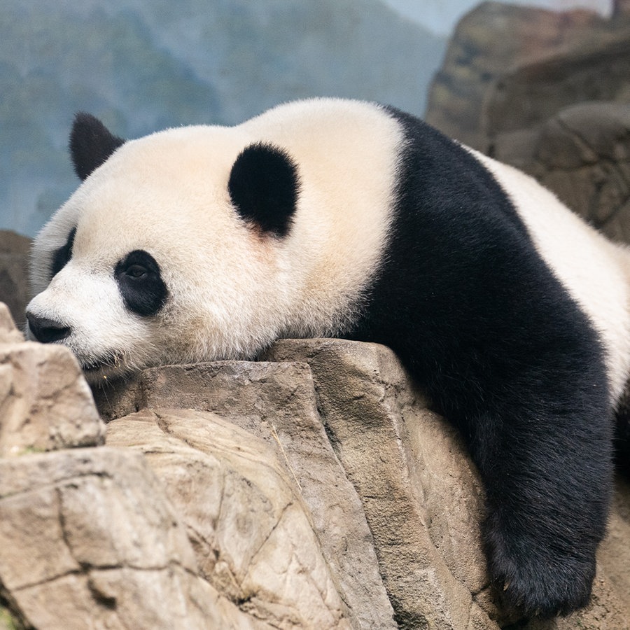 Der Große Panda Xiao Qi Ji ist im Smithsonian's National Zoo in Washington, D.C., in den Vereinigten Staaten zu sehen. © picture alliance Foto: XinHua / Liu Jie