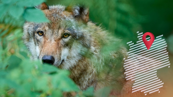 Ein europäischer Wolf (Canis lupus) versteckt sich im Wald. © picture alliance Foto: Raimund Linke