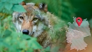 Ein europäischer Wolf (Canis lupus) versteckt sich im Wald. © picture alliance Foto: Raimund Linke
