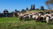 Öko-Weiden für Schafe in Pompeji zur nachhaltigen Grünpflege. © Pompeji Sites 