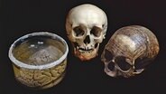 Zwei Schädel und ein Gehirn aus einer Anthropologie-Ausstellung vor schwarzem Hintergrund. © Imago/Leemage 