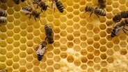 Die Bienen kommunizieren über ihren Bienentanz. © imago 