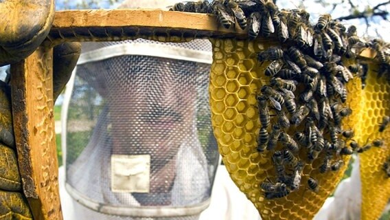 Ein Imker zeigt eine im Bau befindliche Bienenwabe. © dpa 