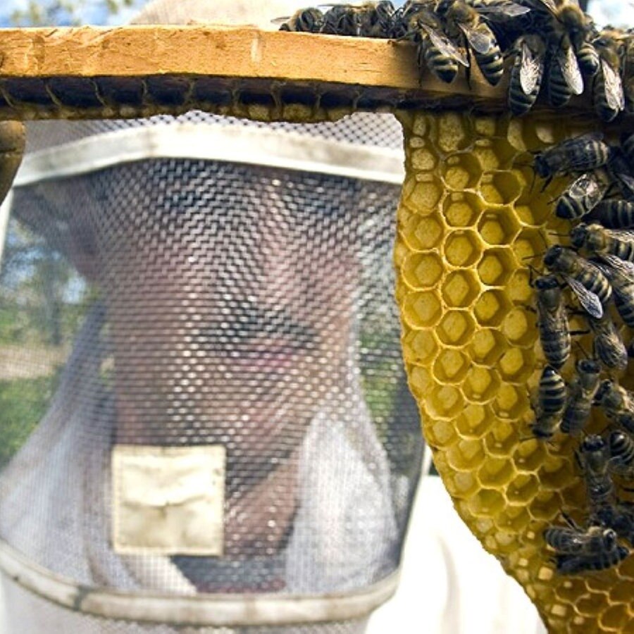 Ein Imker zeigt eine im Bau befindliche Bienenwabe. © dpa 