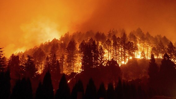 Wälder brennen lichterloh. © dpa picture alliance Foto: Noah Berger
