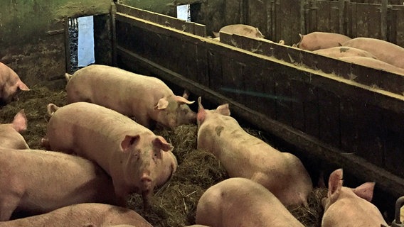 Schweine stehen auf Stroh in einem Schweinestall. © NDR Info Foto: Claudia Plass