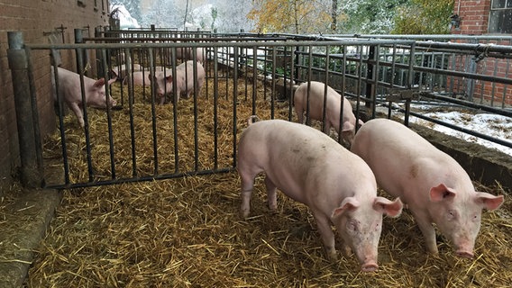 Schweine stehen auf Stroh in einem Außenauslauf vor einem Schweinestall. © NDR Info Foto: Claudia Plass