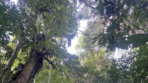 Blick in die Baumkronen des Regenwaldes im Danum Valley im malaysischen Bundesstaat Sabah auf Borneo. Der Wald am Fluss Segama ist eines der letzten Stücke unberührten Regenwaldes und ein Musterbeispiel für einen Flügelfrucht-Tieflandregenwald, mit einem hohen Grad von Biodiversität. © NDR/Lena Bodewein 