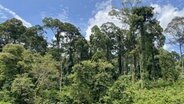 Blick auf den Regenwald im Danum Valley im malaysischen Bundesstaat Sabah auf Borneo. Der Wald am Fluss Segama ist eines der letzten Stücke unberührten Regenwaldes und ein Musterbeispiel für einen Flügelfrucht-Tieflandregenwald, mit einem hohen Grad von Biodiversität. © NDR/Lena Bodewein 