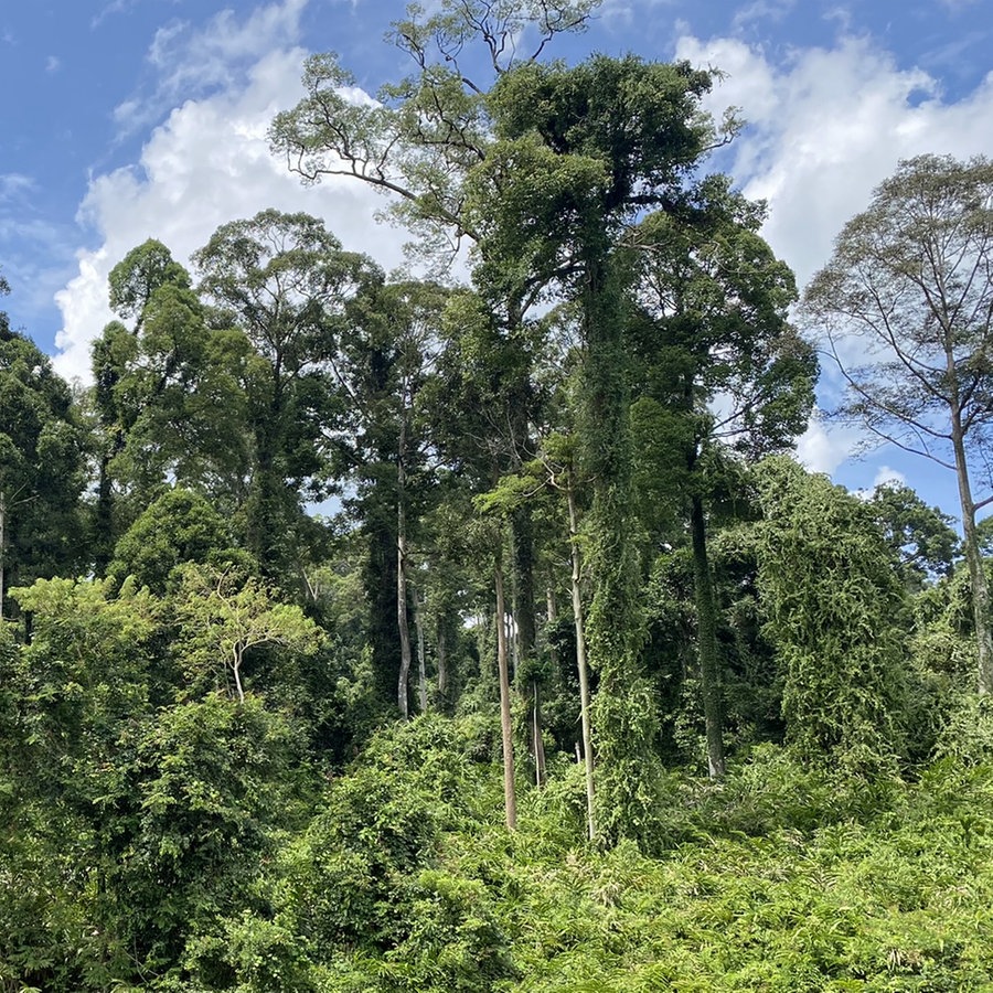(94) Biodiversität auf Borneo: Wo die Wissenschaft im Walde wuchert