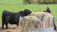 Ein Mann beobachtet ein Galloway-Rind auf einer Weide. © dpa Foto:  Patrick Pleul