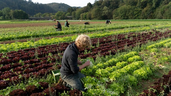 Menschen ernten Salat auf einen Biobauernhof. © IMAGO / Rainer Unkel Foto: Rainer Unkel