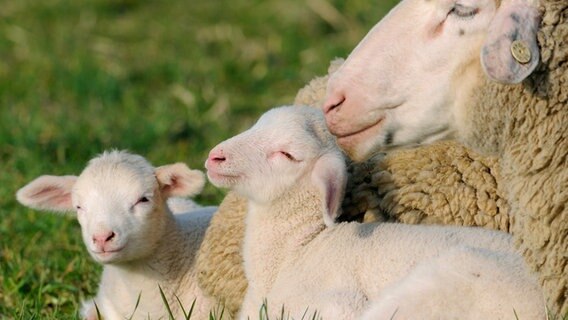 Zwei Lämmer und ein Schaf auf einer Wiese. © (c) dpa - Report Foto: Ronald Wittek
