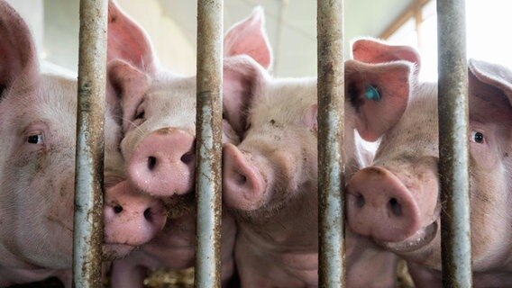 Schweine stehen hinter einem Gitter eines Schweinestalls. © dpa Foto: Marijan Murat