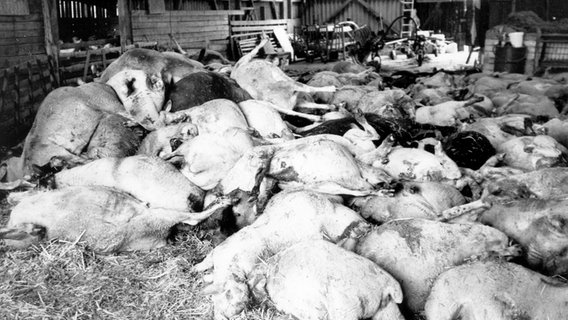 Nach einem Scrapie-Fall musste im baden-württembergischen Villingen-Schwenningen 1990 eine Herde mit rund 1.200 Schafen getötet werden. © dpa ZB Foto: Reinhardt