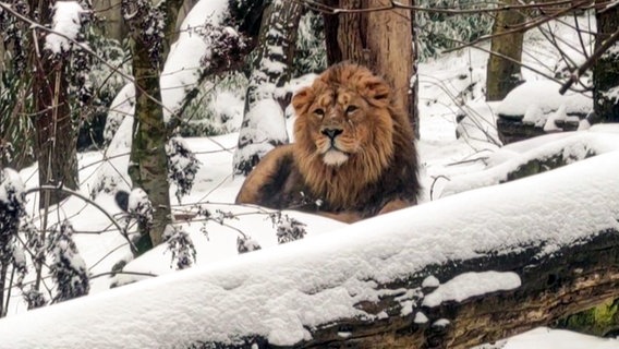 Löwe im verschneiten Gehege im Zoo Schwerin.  
