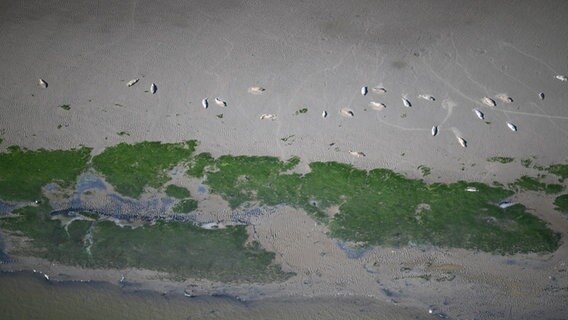 Seehunde liegen am Strand entlang der Nordseeküste. © Ole Stejskal/LAVES Foto: Ole Stejskal