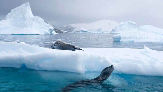 Seeleoparden in der Antarktis (Archivbild von 2013) © picture alliance / imageBROKER | Kerstin Langenberger 
