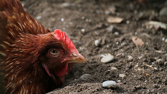 Eine Henne auf steinigem Boden. © Photocase Foto: bit.it