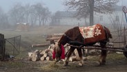 Ein Pferd auf einer kahlen Wiese neben einem Haufen mit Holzscheiden. © privat/NDR Foto: Benedikt Strunz und Marcus Engert