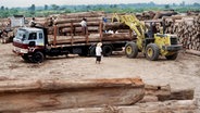 Verladung von Teakholzstämmen mit einem Bagger auf schwere LKW-Transporter auf dem Gelände eines Holzlagers, aufgenommen im November 1997. © picture-alliance/dpa Foto: Leo F. Postl