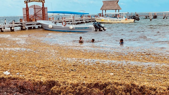 Eine Algenmasse trennt den Strand vom klaren Wasser in Puerto Morales, Mexiko. © ARD 