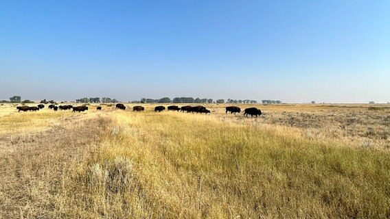 Amerikanische Bisons weiden. © ARD Foto: Claudia Sarre