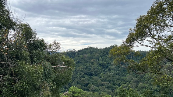 70% von Brunei sind von Regenwald bedeckt. © ARD Foto: Jennifer Johnston
