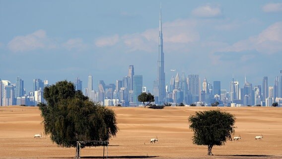Bäume in der Wüstenlandschaft vor Dubais Skyline. © picture alliance Foto: Kamran Jebreili